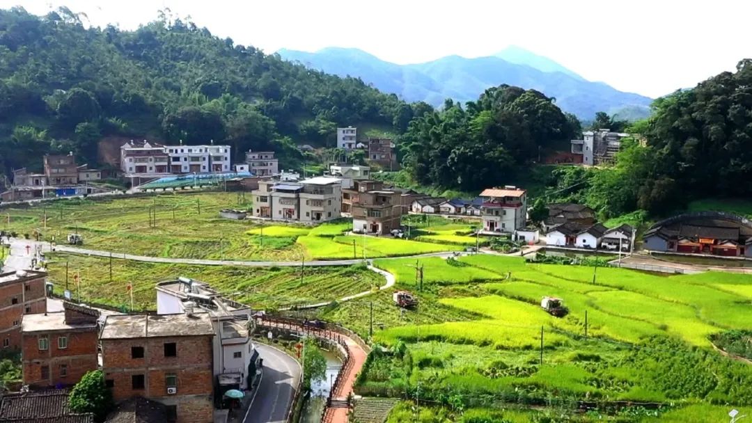 风吹稻浪金黄遍野丰顺砂田黄花村夏收啦