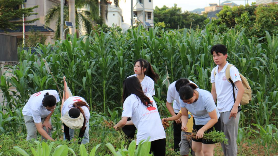 党旗引领薪火相传助推乡村振兴广交院暑期三下乡走进雁洋镇