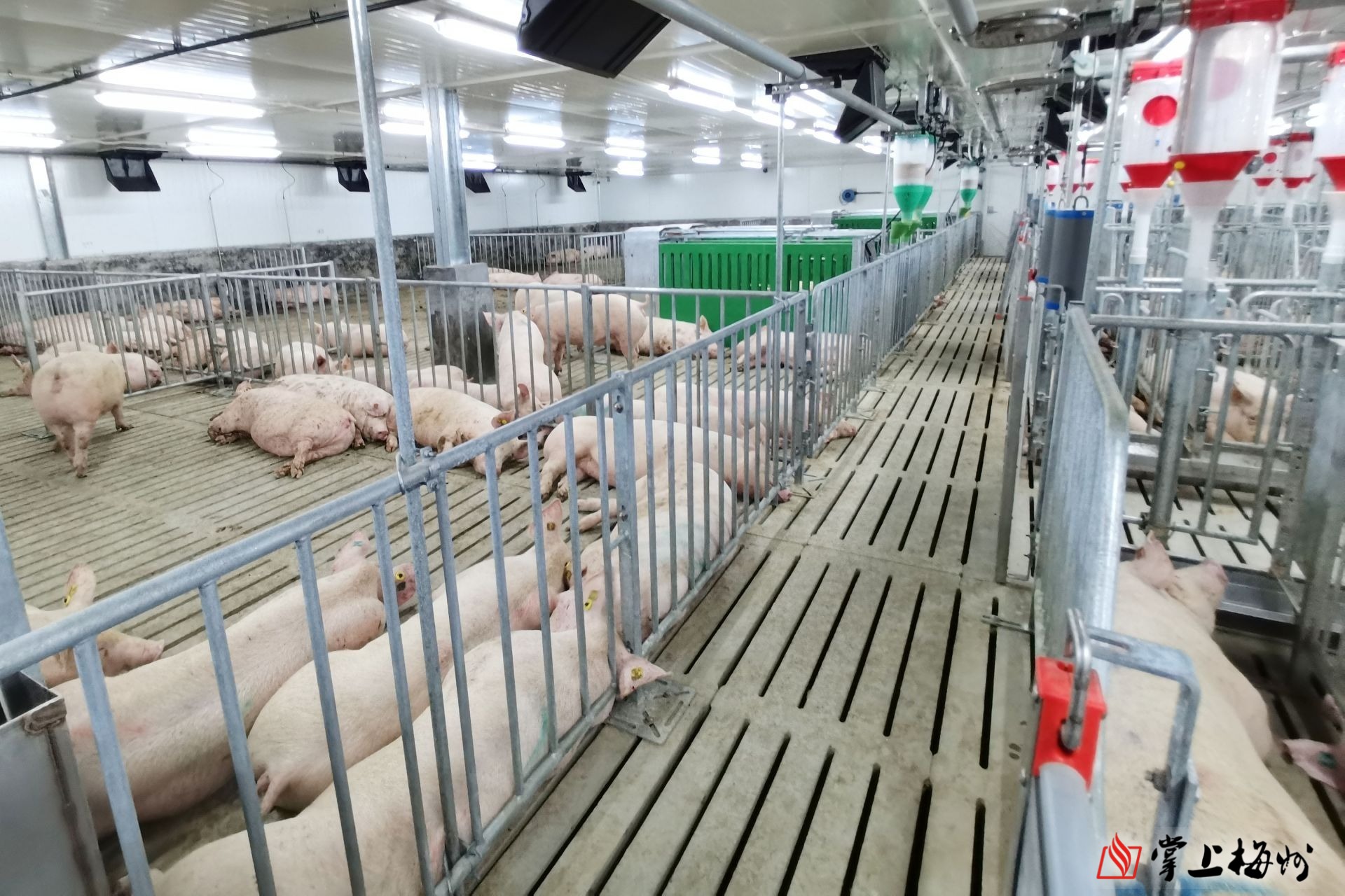 梅州生猪产业链布局再落一子平远这个年产值上亿元的项目正式投产