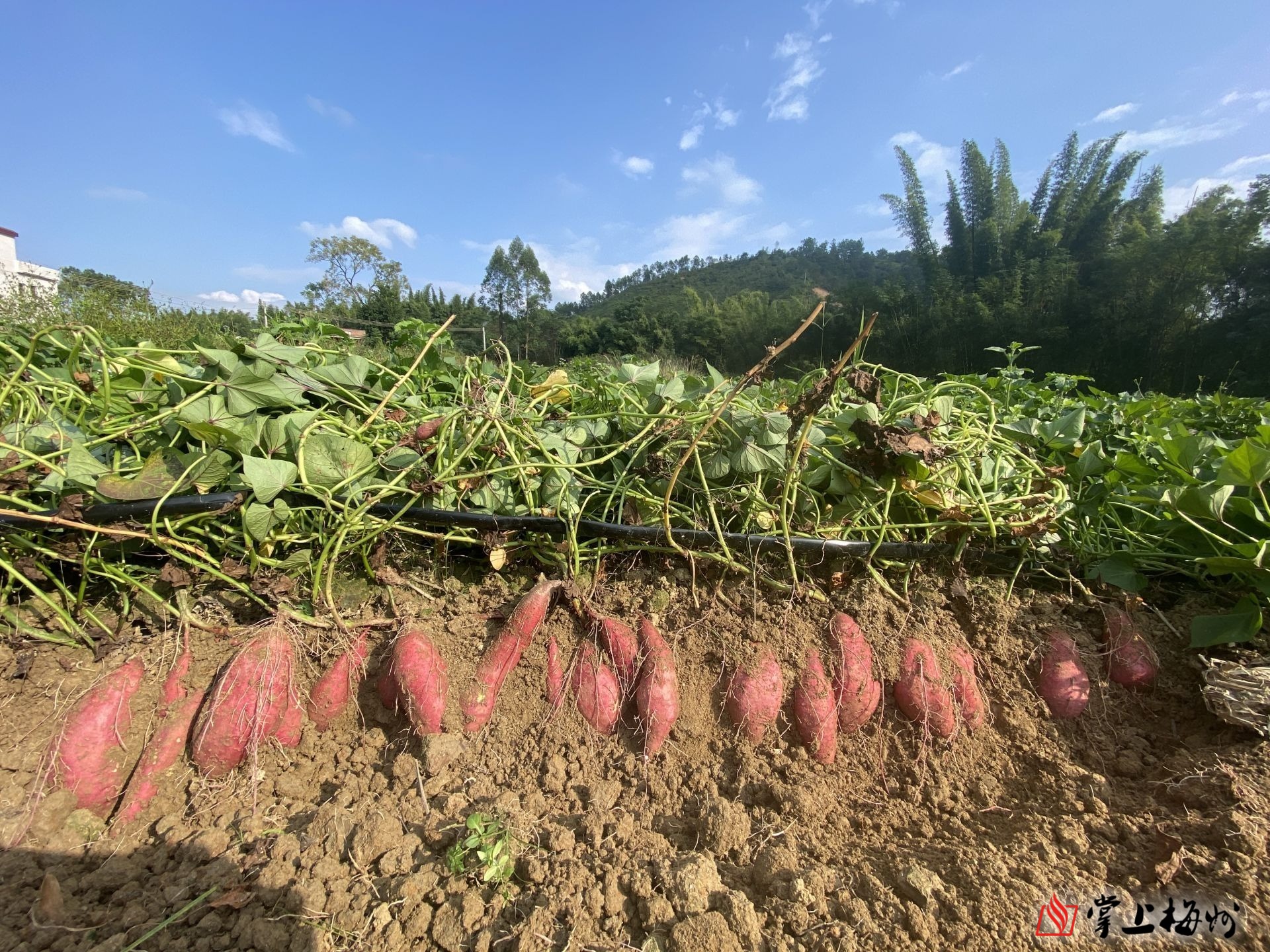 五华高山红薯广东十大名薯品牌全县种植面积达36万亩