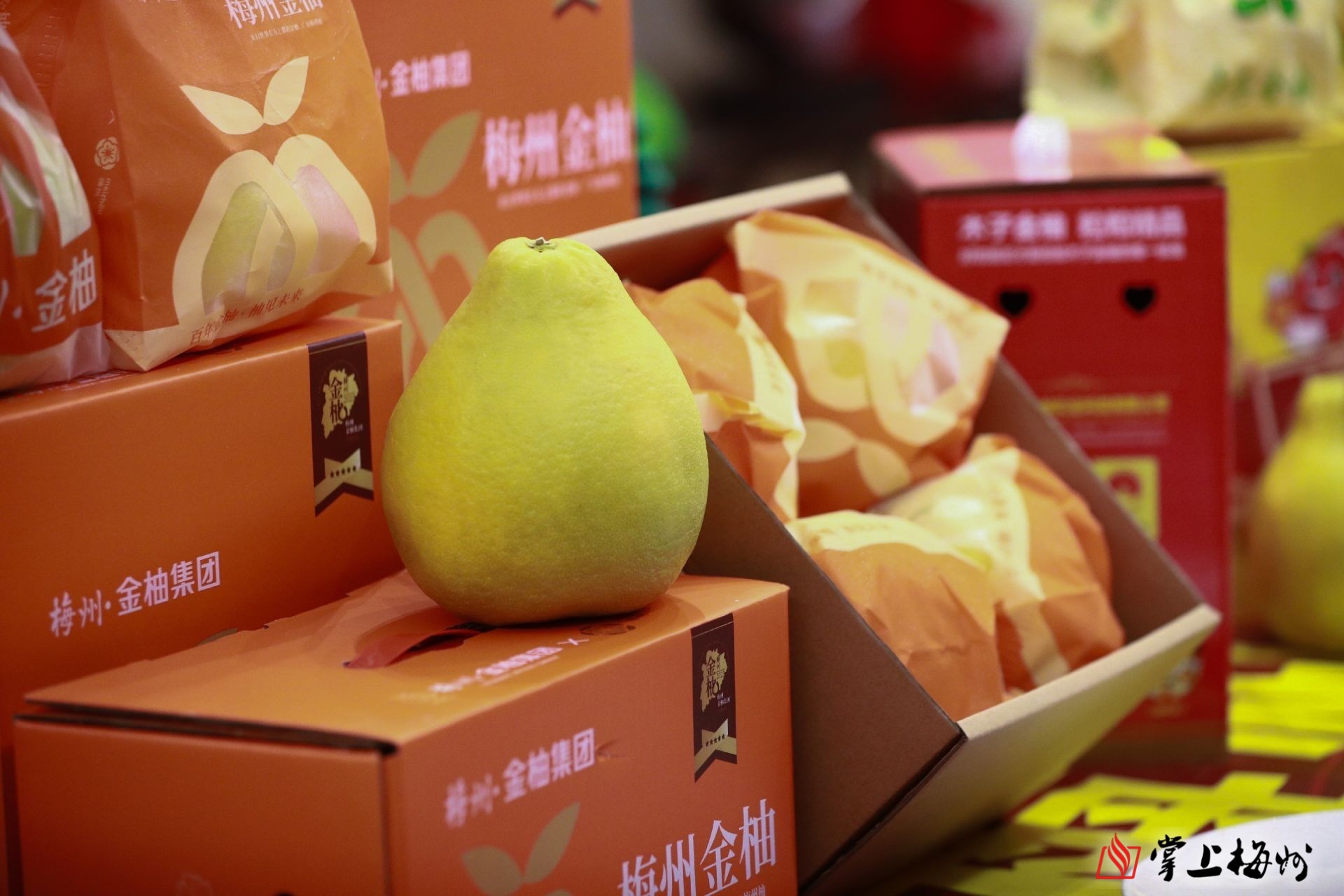 出山柚入海梅州举行金柚产地产销对接活动