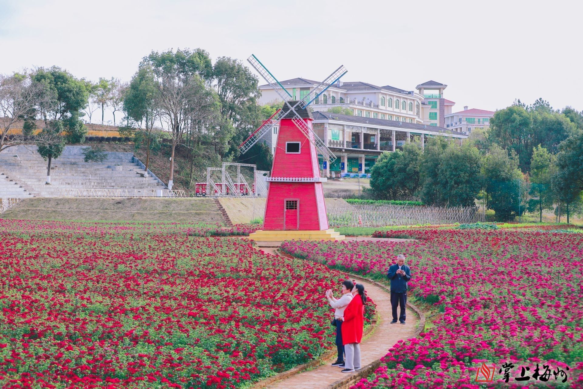 麓湖山景区时花广场石竹花开引游人.