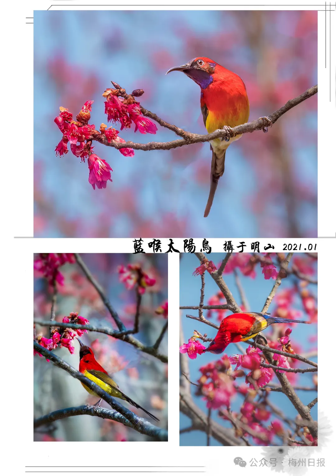 摄)△八声杜鹃 摄于客家公园(老玩梅 摄)△鸳鸯 摄于黄田龙文(陈远忠