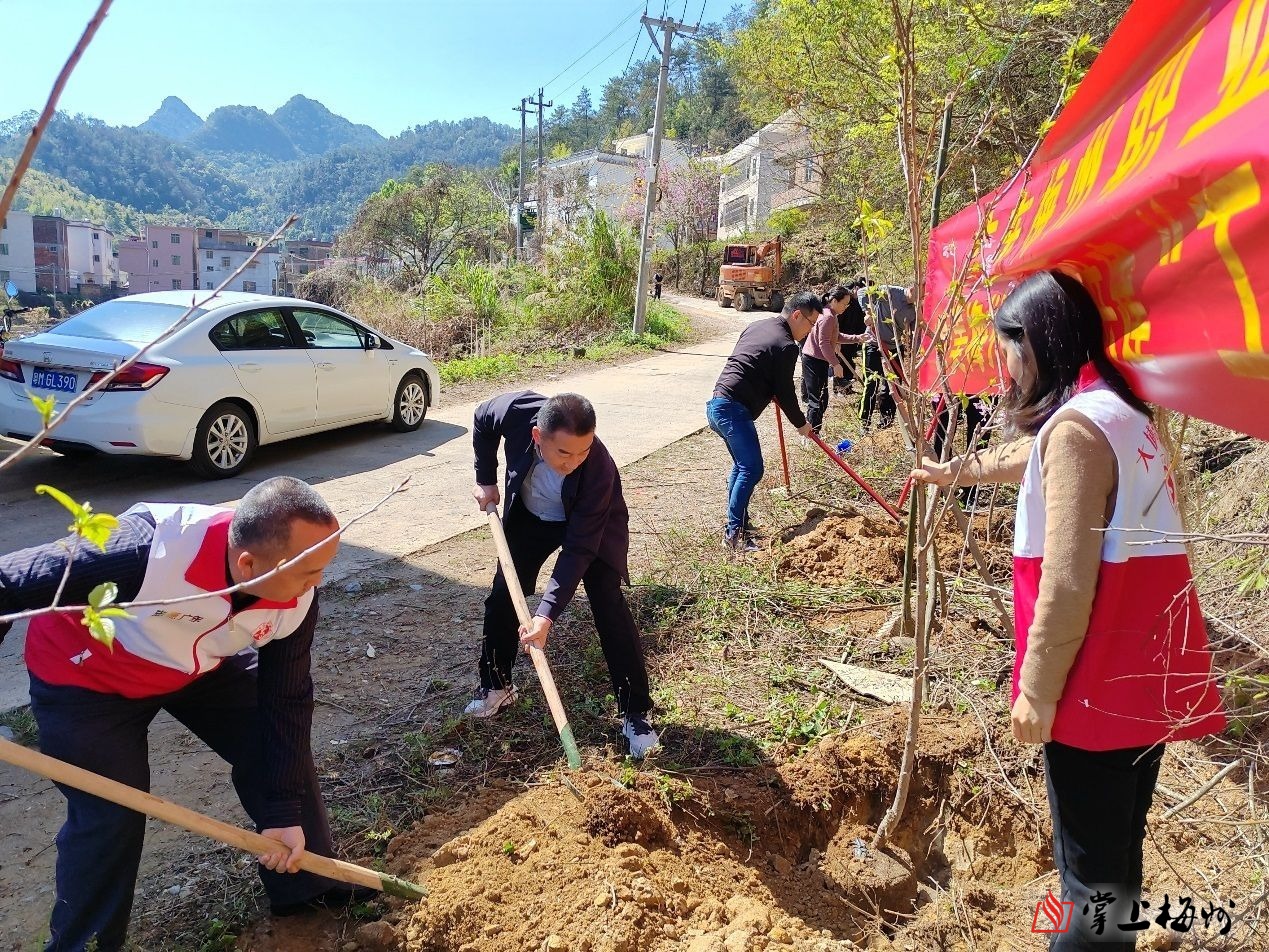 大埔县大东镇开展义务植树活动
