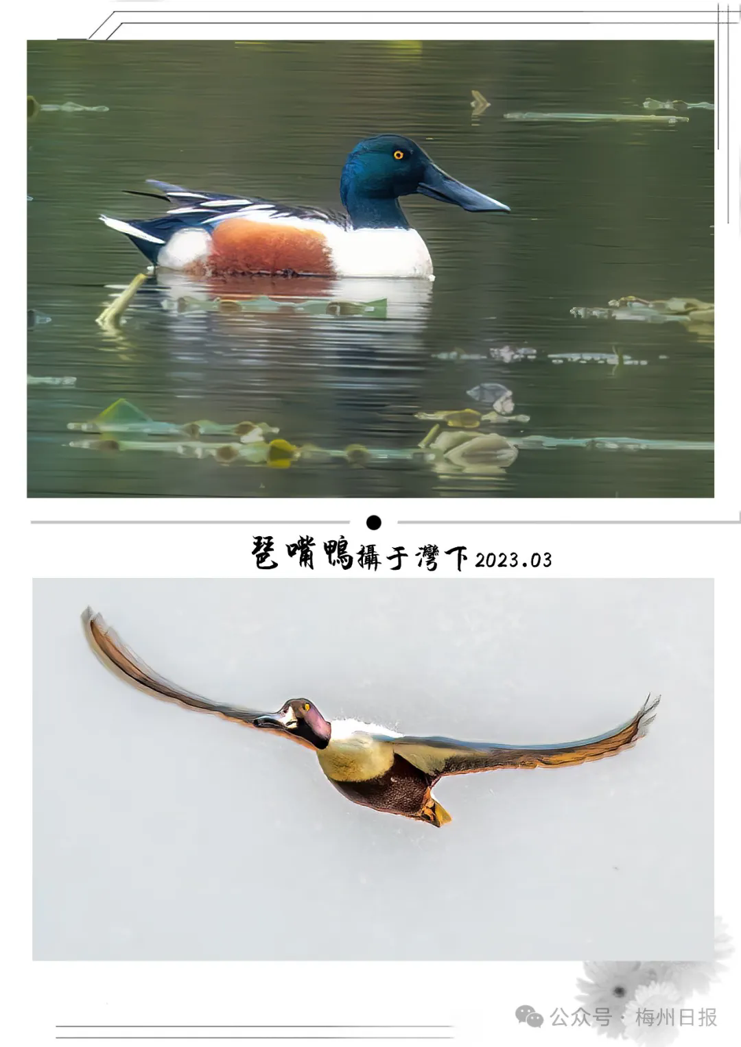 游隼 摄于梅县区丙村镇(老玩梅 摄)△红胸啄花鸟 摄影嘉应大学(老玩