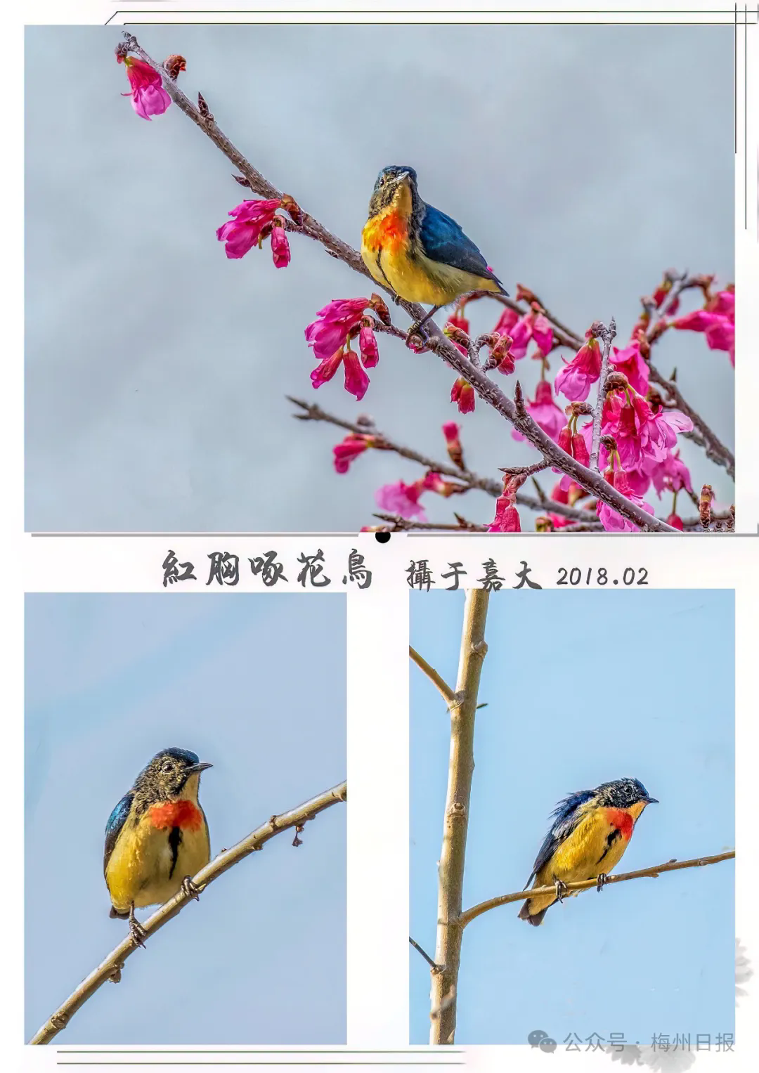 斑姬啄木鸟 摄影嘉应大学(老玩梅 摄)△蓝喉太阳鸟 摄于明山(老玩梅