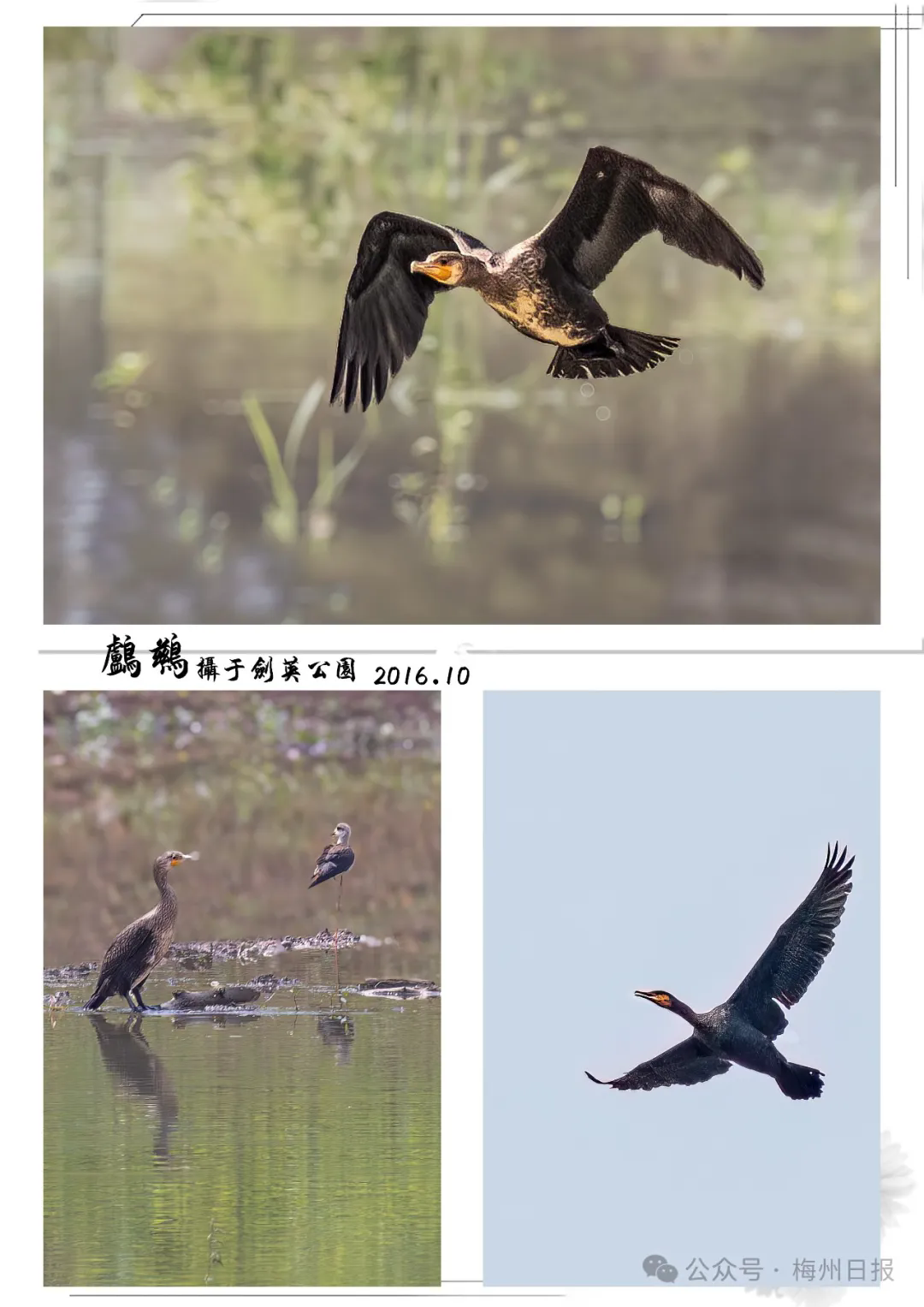 琵嘴鸭 摄于梅江区三角镇湾下村(老玩梅 摄)△游隼 摄于梅县区丙村