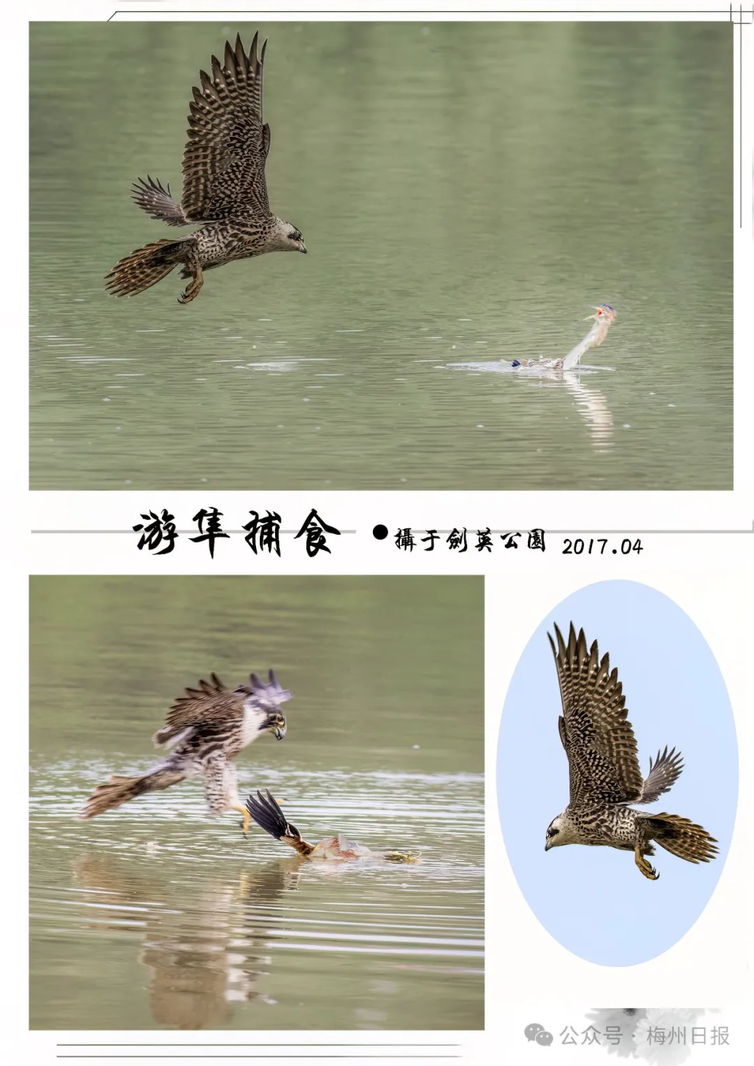 斑姬啄木鸟 摄影嘉应大学(老玩梅 摄)△蓝喉太阳鸟 摄于明山(老玩梅