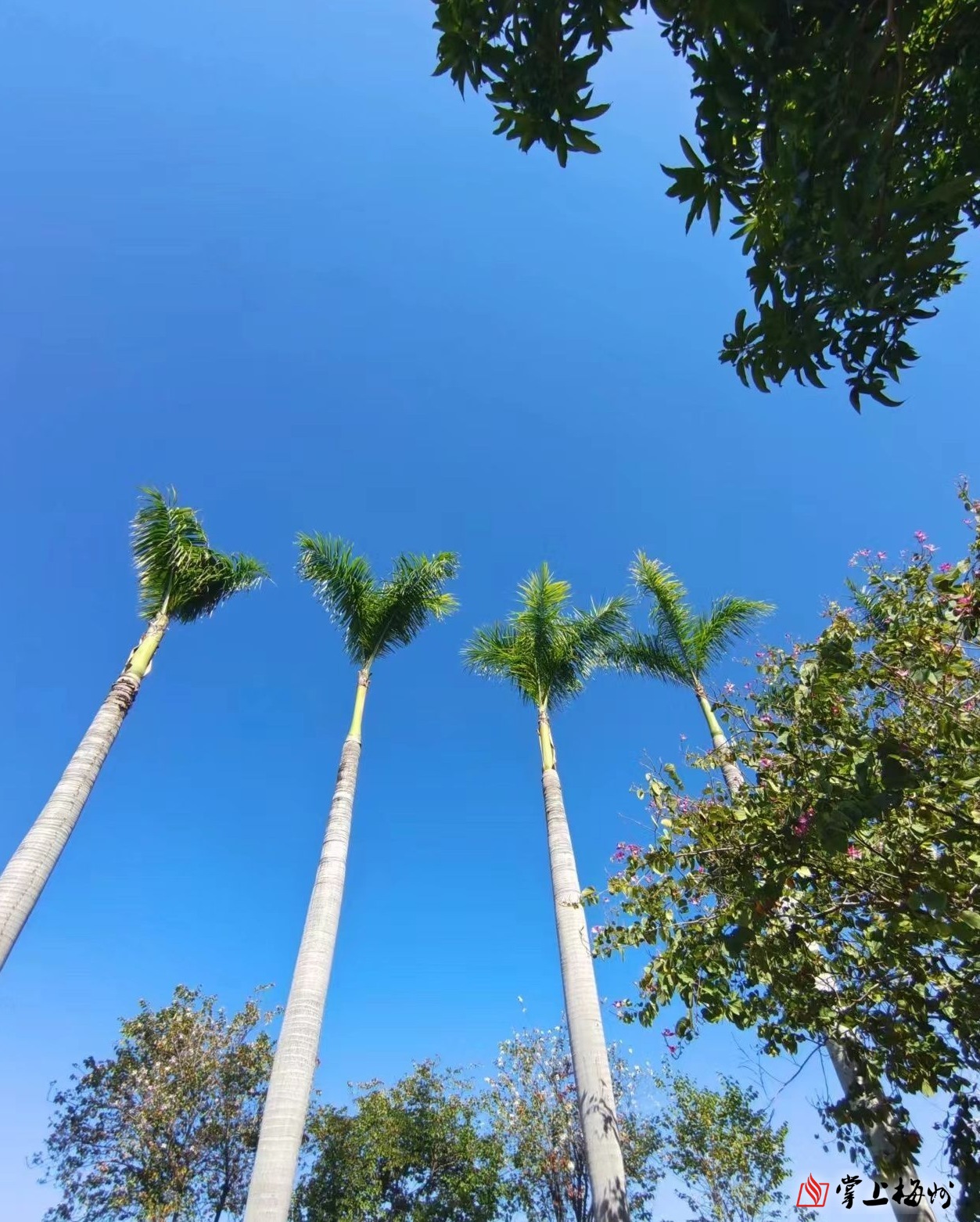 蒹葭笨蛋变奔蛋