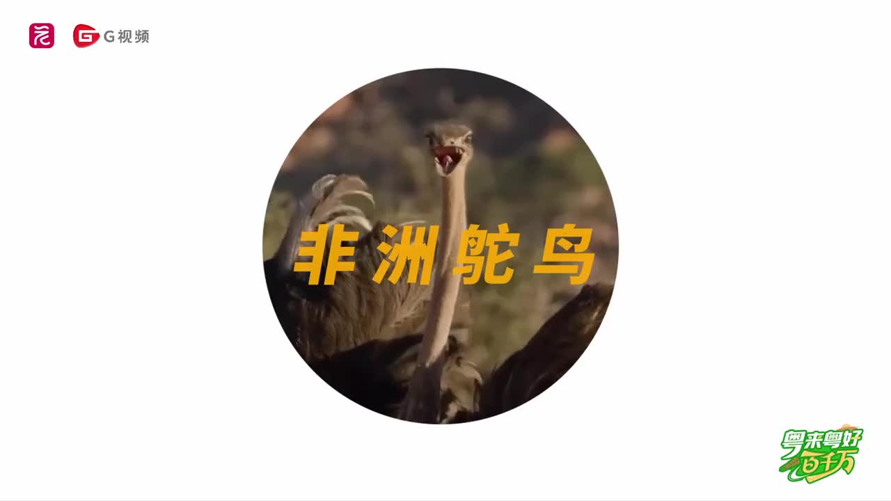 《好大一“鴕”》