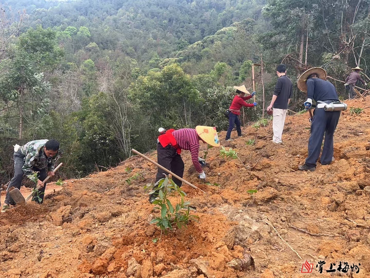 长势良好！梅州今年新建的130公里防火林带完成种植后首次抚育