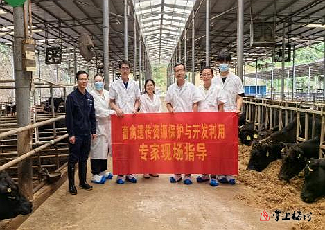  科技赋能！广东科技特派员助力梅州肉牛产业发展
