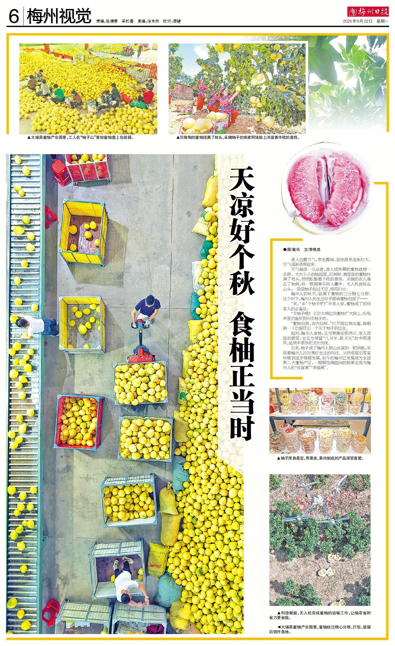 梅州视觉丨天凉好个秋 食柚正当时
