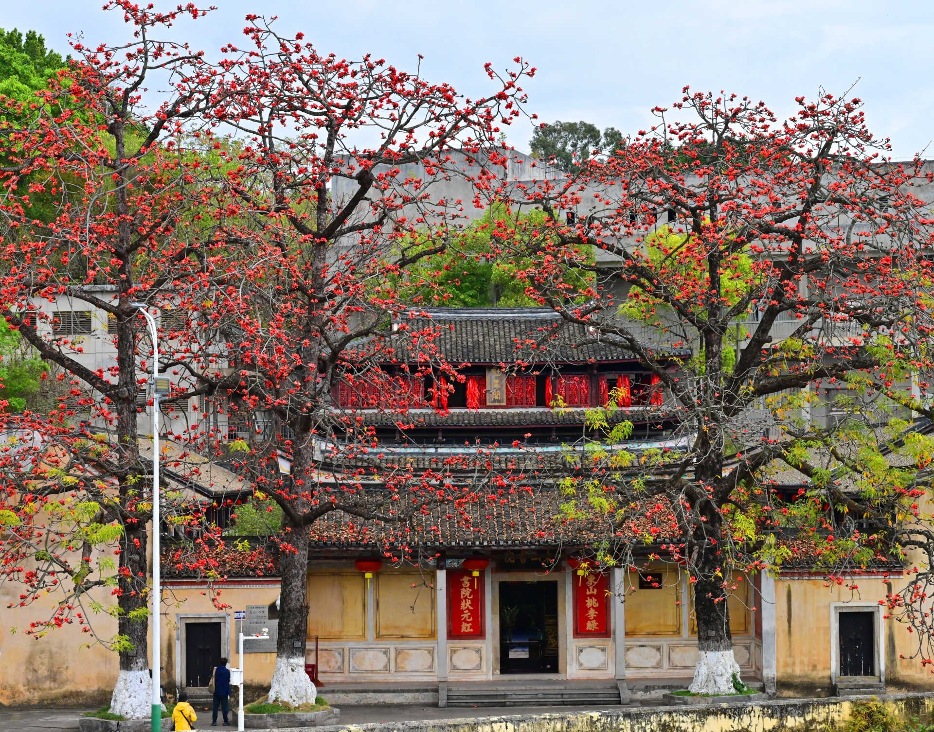 梅州春暖，木棉花开