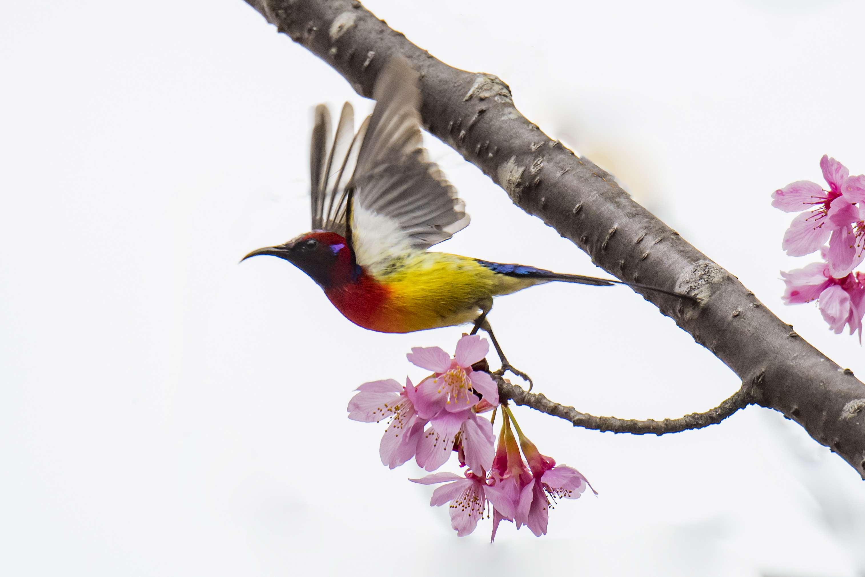 “飞羽瞬间”梅州鸟类生态摄影暨AI视觉创意大赛优秀作品展（第三期）