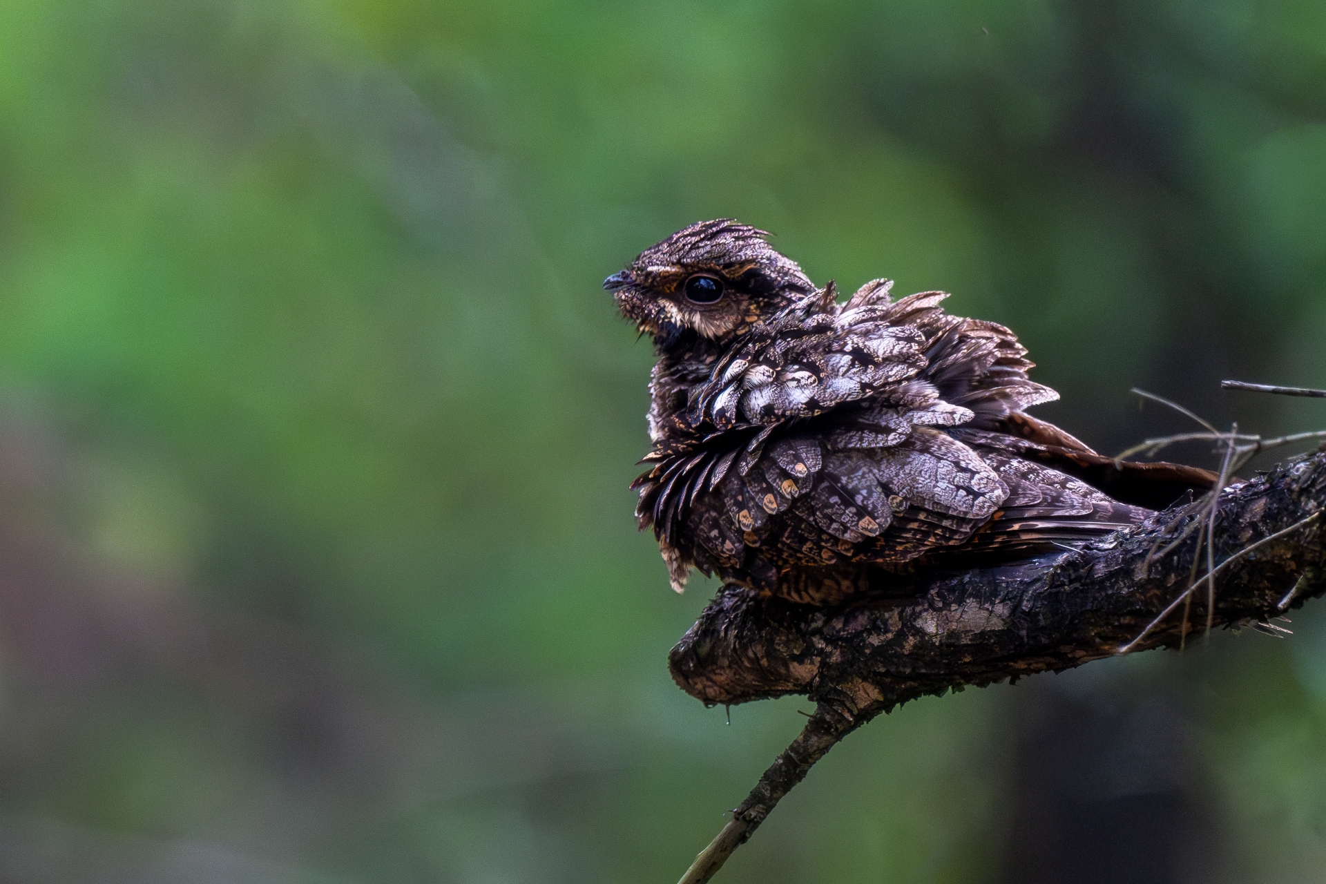 “飞羽瞬间”梅州鸟类生态摄影暨AI视觉创意大赛优秀作品展（第二期）