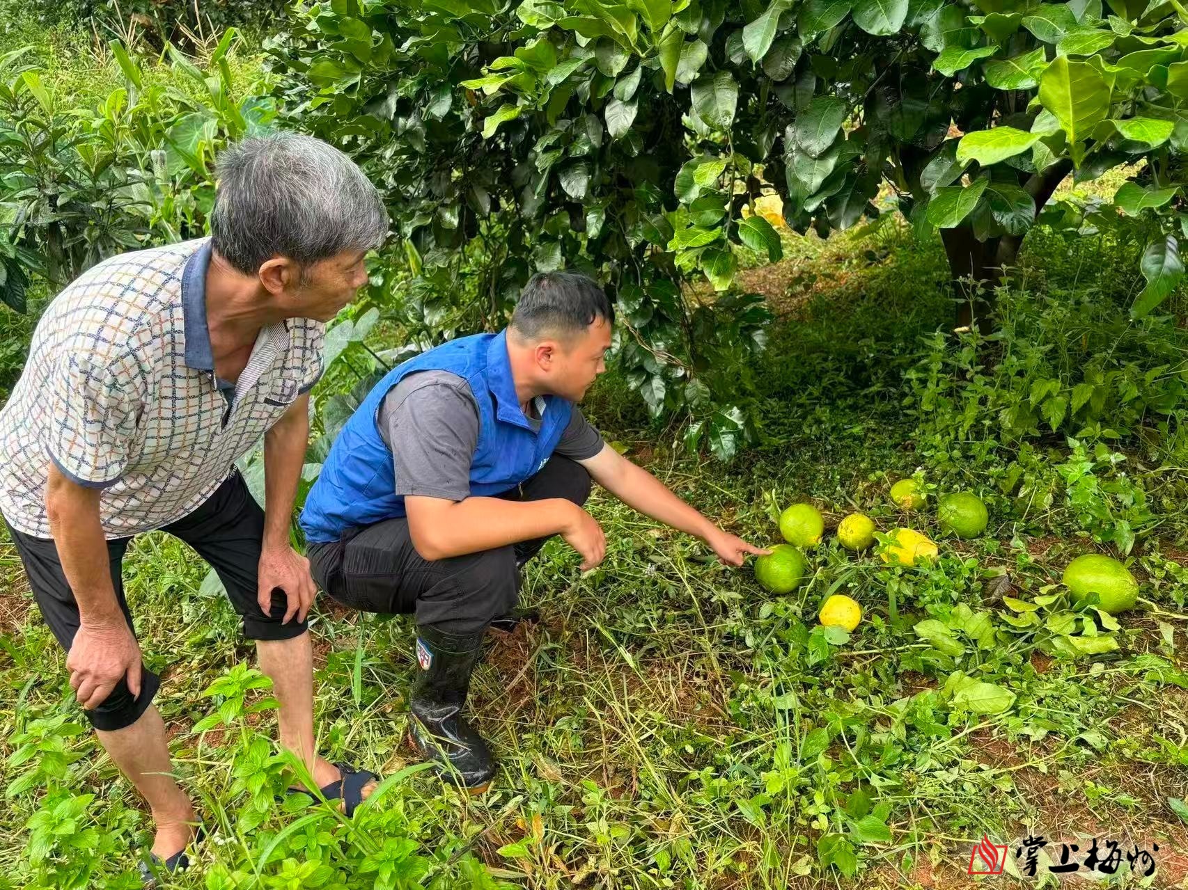 闻“风”而动 筑牢农业安全堤!中国太保产险梅州中支多措并举助力抗灾