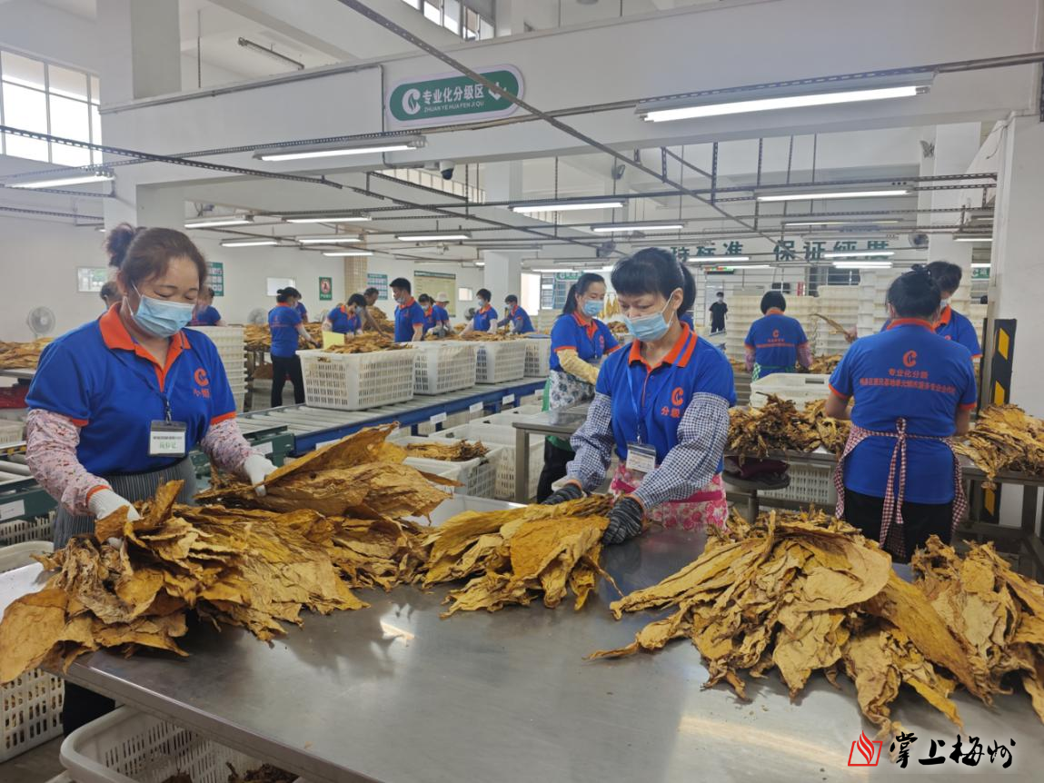 立秋收官！梅州2026年度烟叶收购工作圆满结束