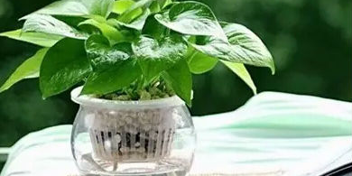 家居绿植丨解暑祛热的植物