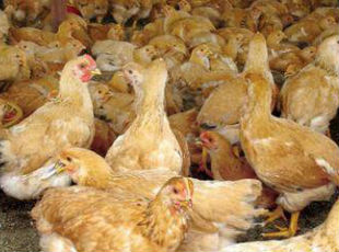 平远大柘镇：建立畜禽养殖场应符合三个条件