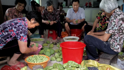 蕉岭南磜镇岭背村28亩莲塘出产“绿色财富”