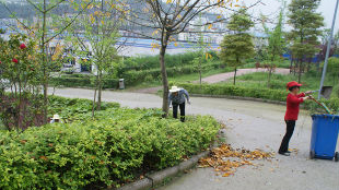 全面整治人居环境 大埔枫朗着力打造宜居宜游镇