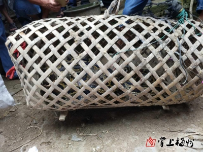 这条蟒蛇在长沙镇成功演绎“偷鸡不成蚀把米”