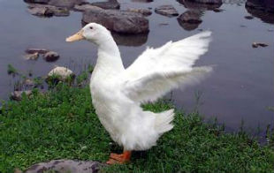 客家童谣赏析：鸭嫲呱呱