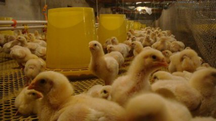 兴宁市部署2017年畜禽养殖污染治理和减排工作