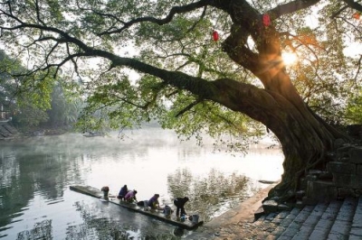 【习俗】客家人的前榕后竹