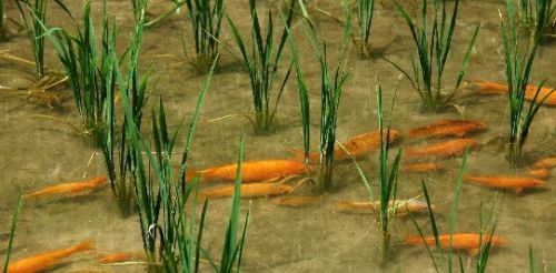 客家传统生产习俗——稻田养鲤鱼