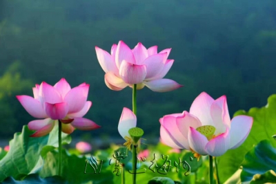 荷花已开好，约不约？走起蕉岭赏“花之君子”