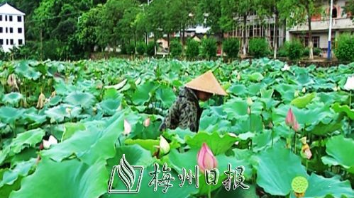 大埔西河黄塘：“鱼莲共生” 借水巧致富