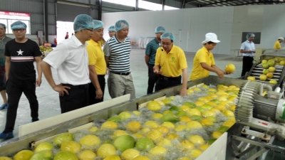 梅州市珍宝金柚实业有限公司正式竣工投产