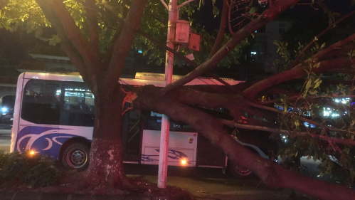 梅城一大叶榕突然倒路边 公交车“碰头彩”