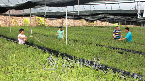 棒棒哒！兴宁银山生态园规模种植铁皮石斛带动农民增收
