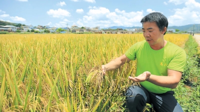 种粮大户林振良用“复古”种植圆“原生态大米梦”