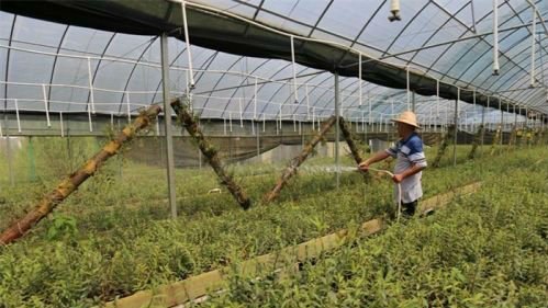 大埔调整林业产业结构 大力扶持发展林下经济