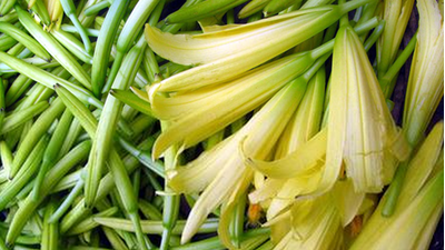 大埔县银江金针菜：药食同源的席上山珍