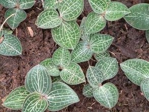 大埔县西河纯德村林下发展“仿野生”金线莲种植