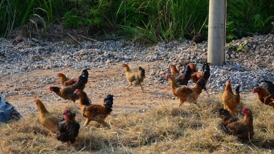 他家鸡群吃了你家农田谷粒！五华两村民因此干架