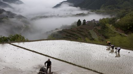 客家人的“插田歌”