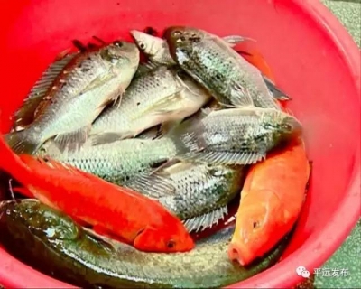 秋风起，河鲜肥，吃河鱼，到泗水……