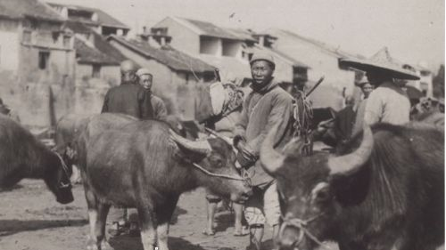 客家地区的牛墟