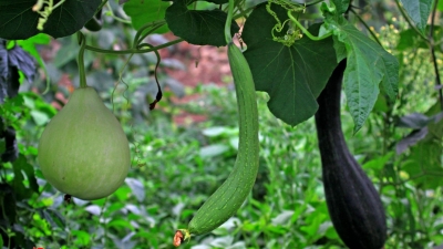 丰顺两叔侄擅自毁林种蔬果 钱未赚到先获刑