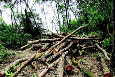 砍伐自家林 无证属犯法