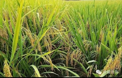 长枪短炮拍不停！平远八尺举办“赶禾花 迎丰收”摄影活动