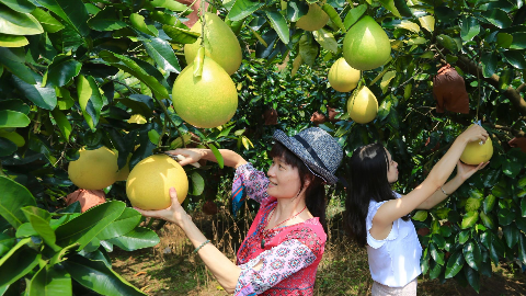 金柚成熟时！梅州蜜柚今起正式采摘上市