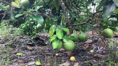 大埔百侯蜜柚“个性化定制”走俏