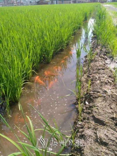 吃得上！放心吃！梅江区农资供应足，春耕生产不用愁